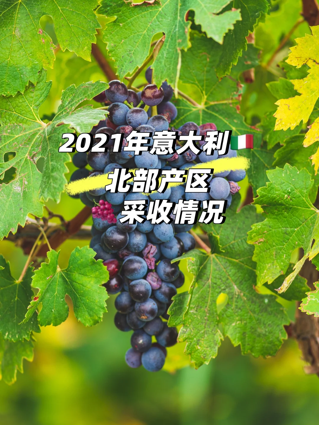 意大利葡萄波合力，决定角逐冠军之位的简单介绍
